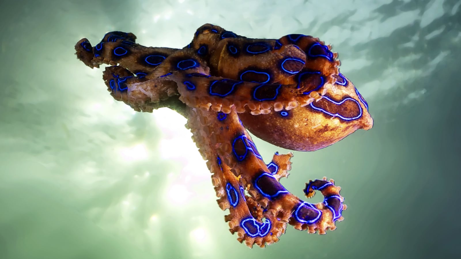 Blue-Ringed Octopus