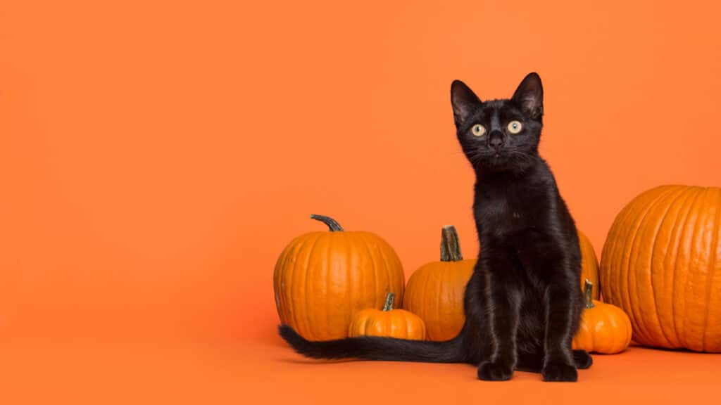 Halloween pumpkins black cat