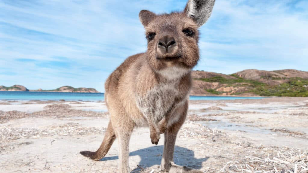 kangaroo on beach