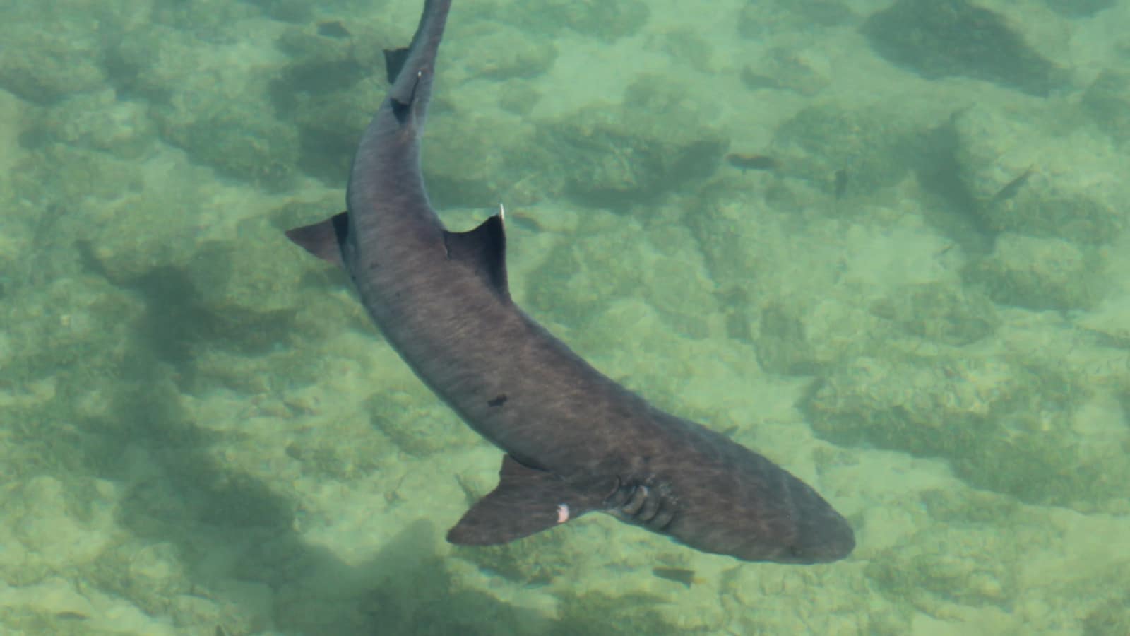 Frilled Shark