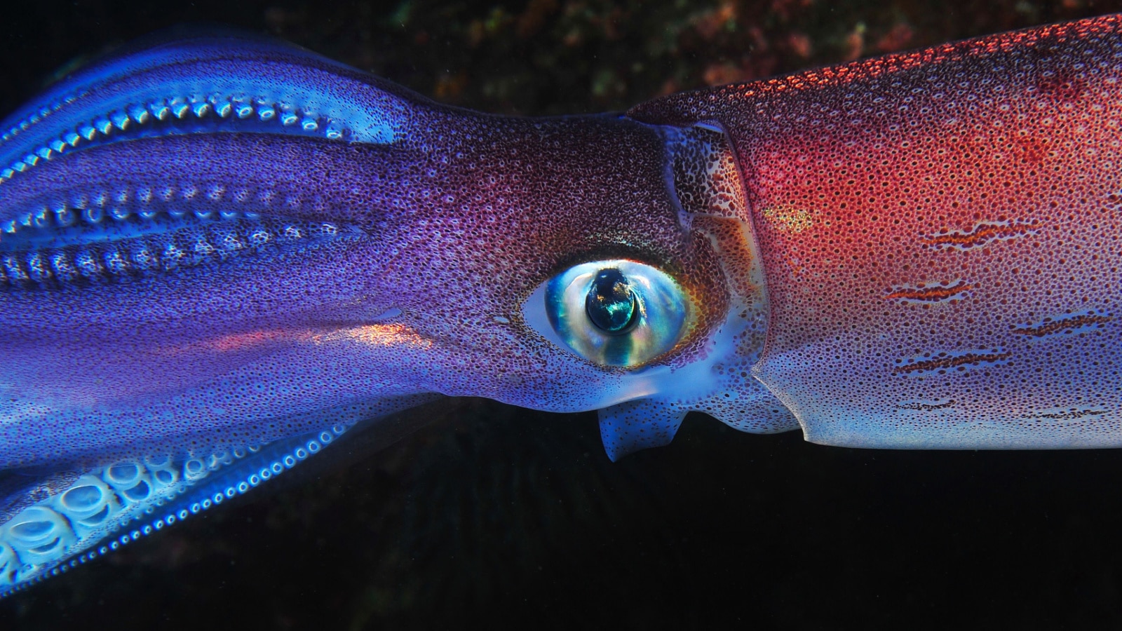 Giant Squid