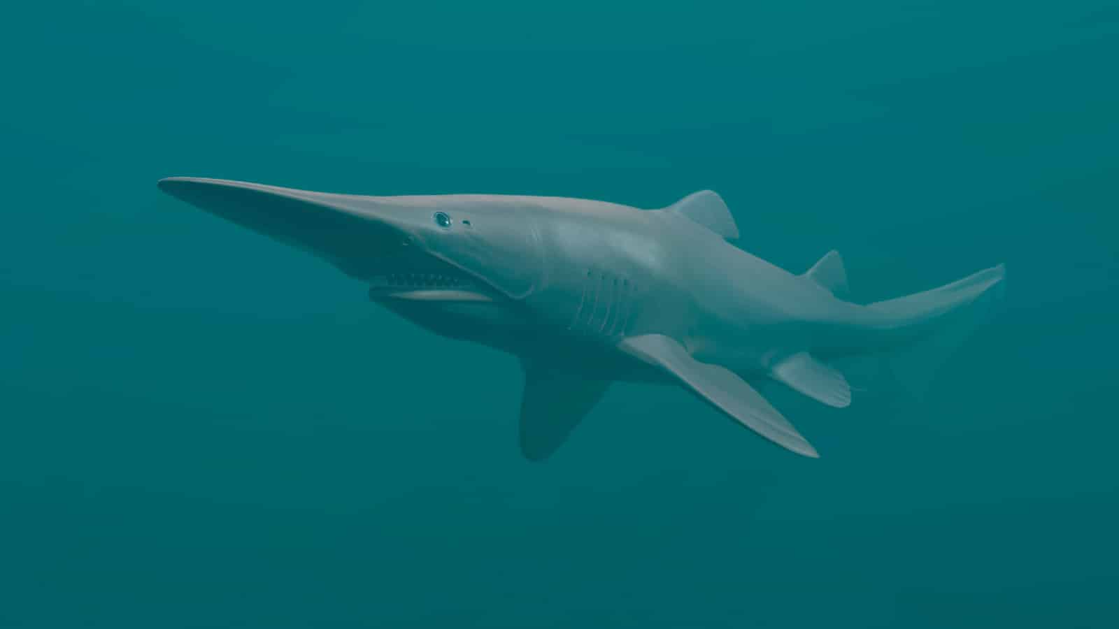 Goblin Shark
