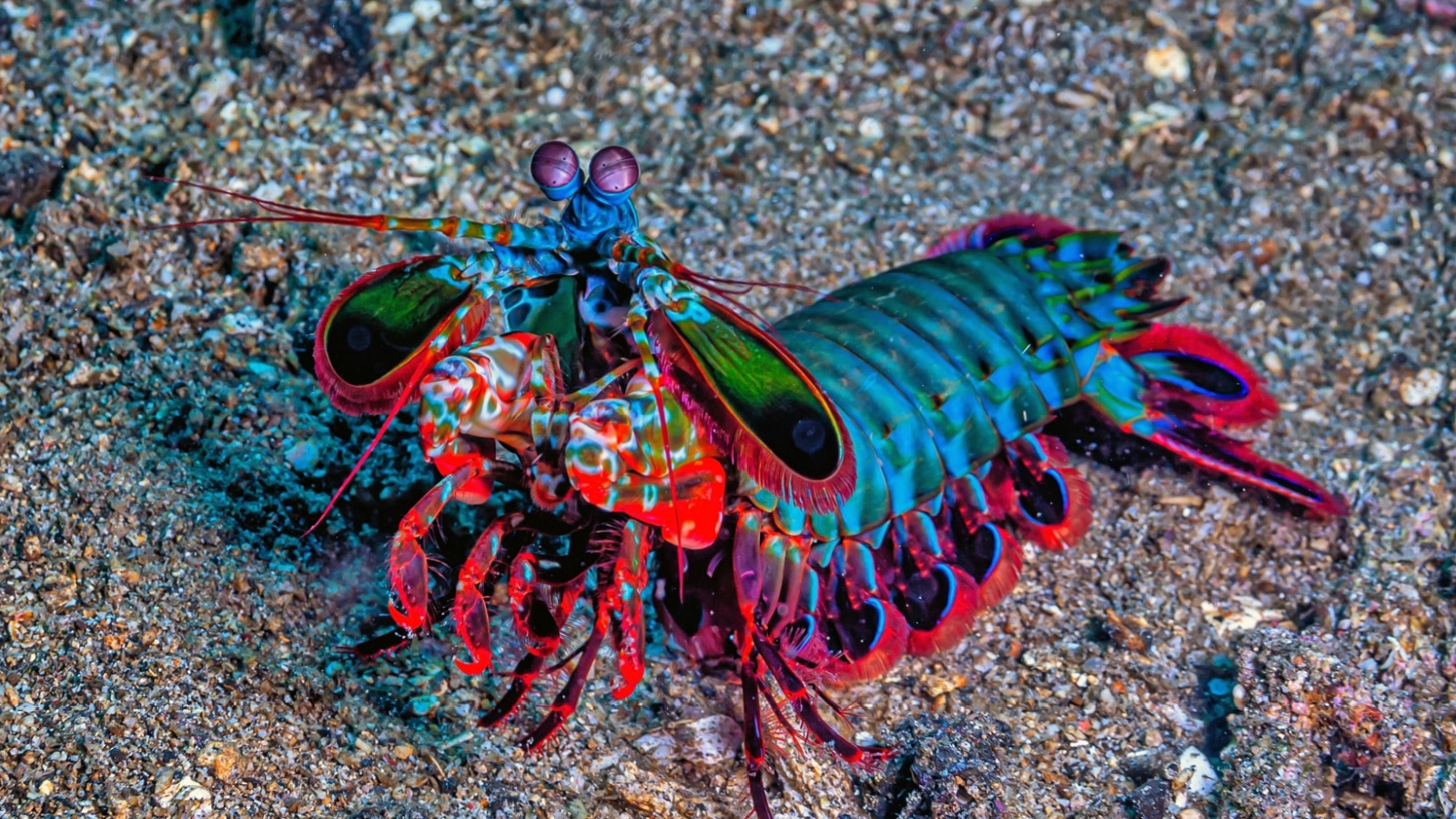 Mantis Shrimp
