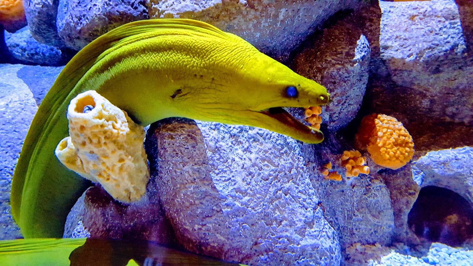 Moray Eel