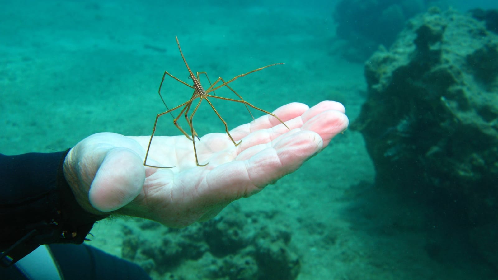 Sea Spider