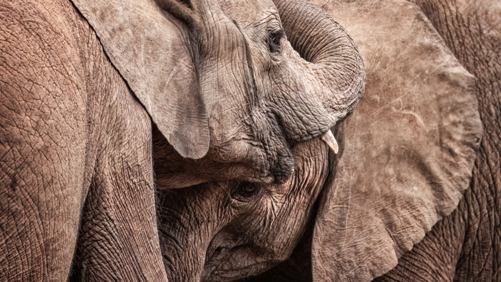 young orphan elephants